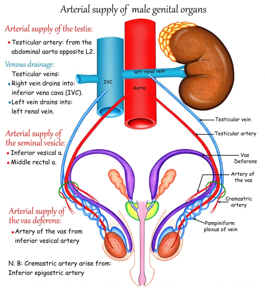 Diagram of Arterial Supply of Male Genital Organs - Blood Flow Mechanism